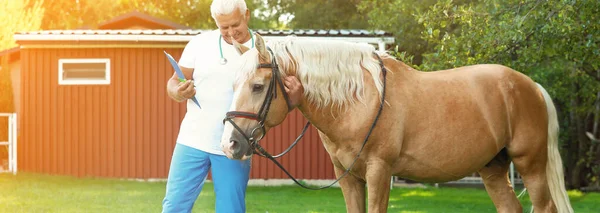 Старший Ветеринар Буфером Біля Паломіноського Коня Відкритому Повітрі Дизайн Прапора — стокове фото