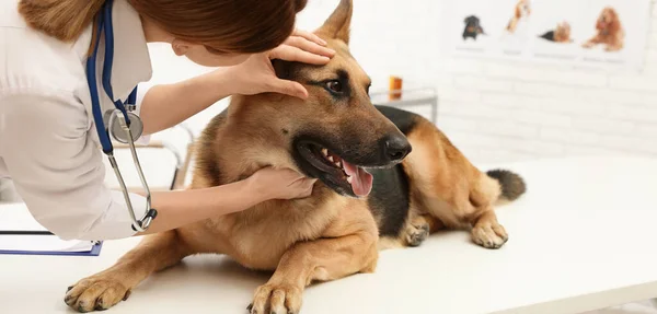 専門の獣医師が診療所で犬の目を調べる バナーデザイン — ストック写真