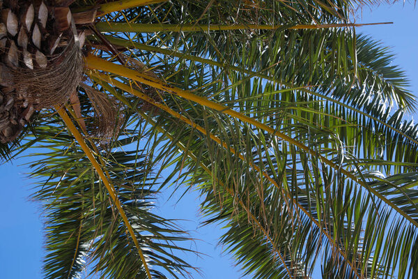 Beautiful palm tree with green leaves against clear blue sky, bottom view