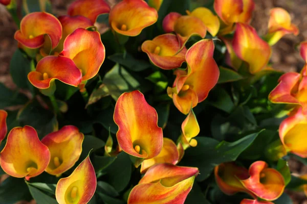 Many Beautiful Calla Lilies Background View Spring Season — Stock Photo, Image