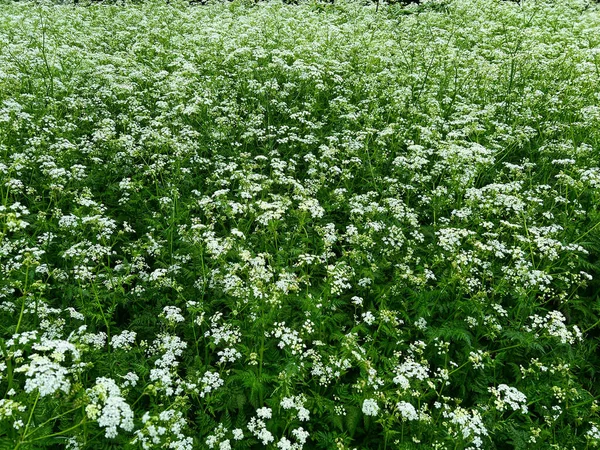 Beautiful Hemlock Plants White Flower Outdoors — Stock Photo, Image