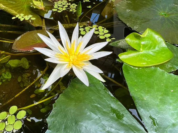 美丽的百合花绽放在池塘里 — 图库照片