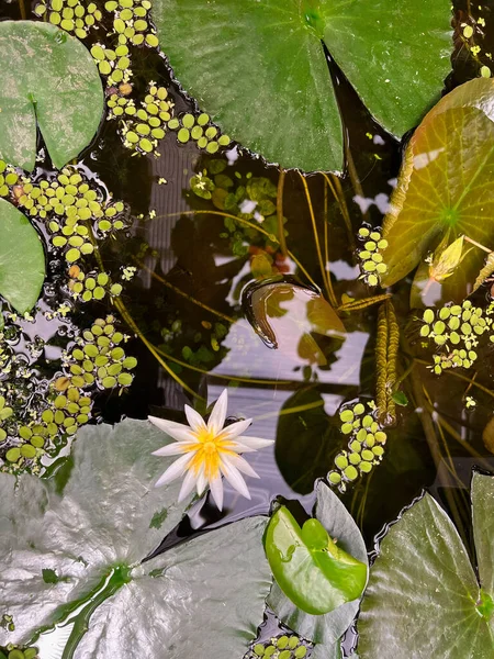 美丽的百合花绽放在池塘里 尽收眼底 — 图库照片