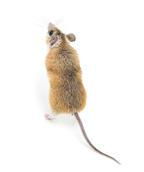 Small Cute Spiny Mouse White Background — Stock Photo, Image