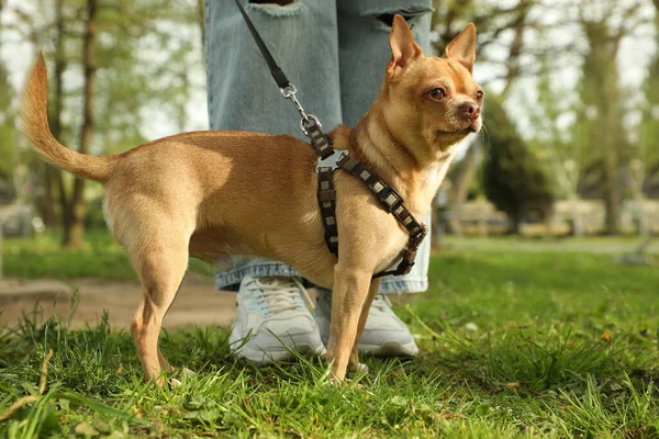 Frau Geht Mit Ihrem Chihuahua Hund Auf Grünem Gras Park — Stockfoto