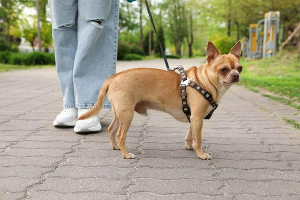 Owner Walking Her Chihuahua Dog Park Closeup — Stock Photo, Image