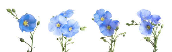 Conjunto Com Belas Flores Linho Azul Claro Sobre Fundo Branco — Fotografia de Stock