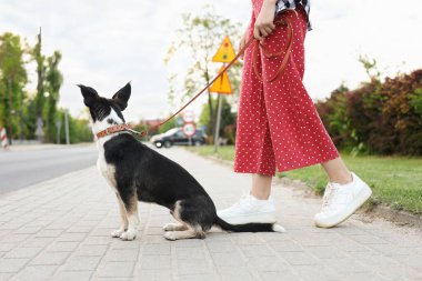 Şehir caddesinde sevimli köpeğini gezdiren bir kadın.