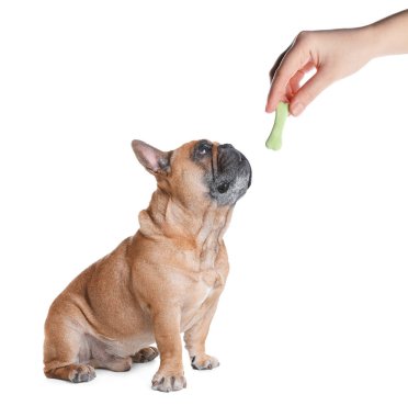 Kadının biri beyaz arka planda köpeğine lezzetli kemik şekilli kurabiye veriyor.