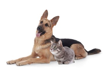 Beyaz arka planda sevimli kedi ve köpek. Hayvan dostluğu
