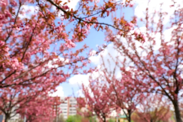 Vista Borrosa Hermosos Árboles Sakura Flor Aire Libre — Foto de Stock