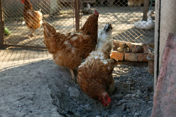 Dos Hermosas Gallinas Patio Animales Domésticos — Foto de Stock