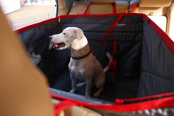 Cute Jack Russel Terrier dog in bag carrier inside car. Pet accessory