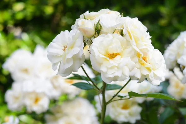 Hermosas Flores Rosa Blanca Que Florecen Aire Libre Primer Plano —  Fotos de Stock