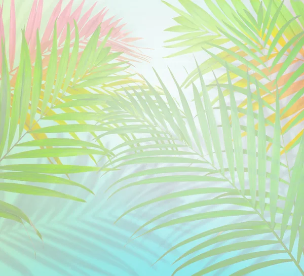 Barevné Palmové Větve Světlém Pozadí Efekt Blednutí Letní Večírek — Stock fotografie