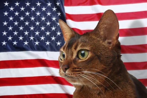 Cute cat against national flag of United States of America