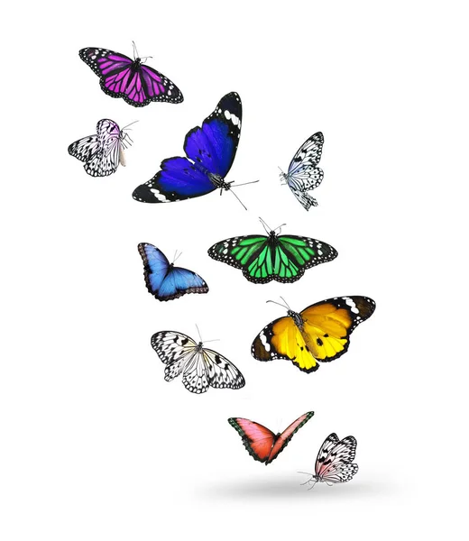 Molte Belle Farfalle Colorate Che Volano Sfondo Bianco — Foto Stock