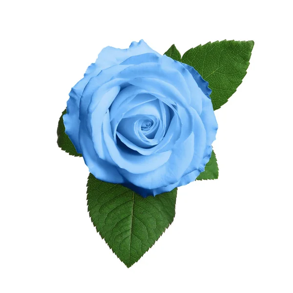 Belle Fleur Rose Bleu Clair Sur Fond Blanc — Photo