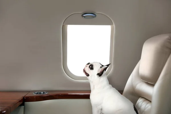 Travelling with pet. French bulldog near window in airplane