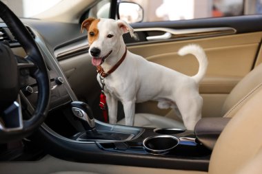 Jack Russel Terrier arabada. Sevimli hayvan.