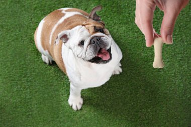 Bir kadın köpeğine leziz kemik şekilli kurabiyeler veriyor.