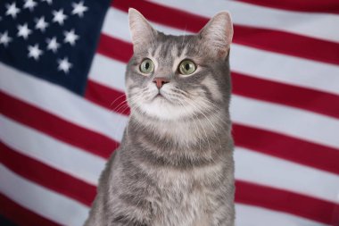 Şirin kedi Amerika Birleşik Devletleri bayrağına karşı