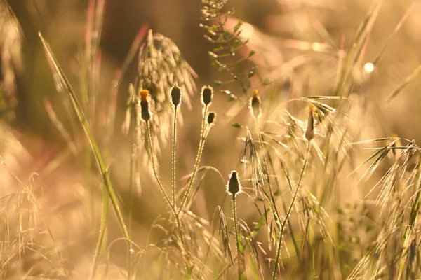 Vackra Vilda Blommor Växer Våren Äng — Stockfoto