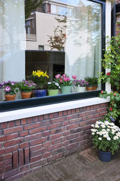 Hus Dekorerat Med Många Vackra Krukväxter Utsikt Utifrån — Stockfoto