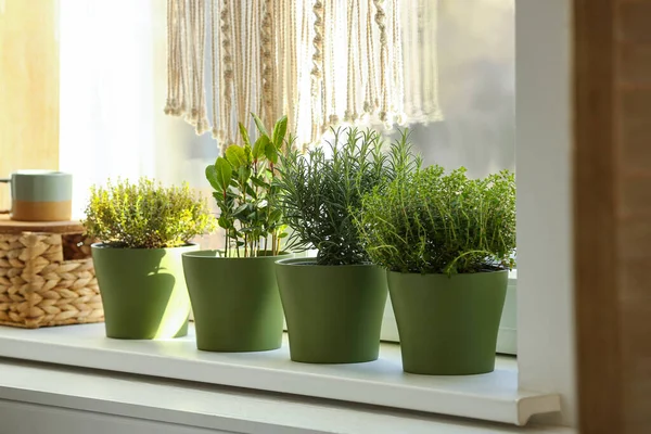 Tumbuhan Beraroma Wangi Yang Berbeda Pada Jendela Dalam Ruangan — Stok Foto