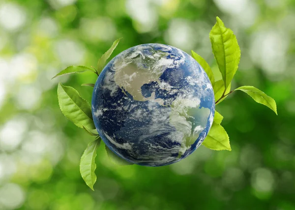 Recycling concept. Earth planet with green leaves on blurred background