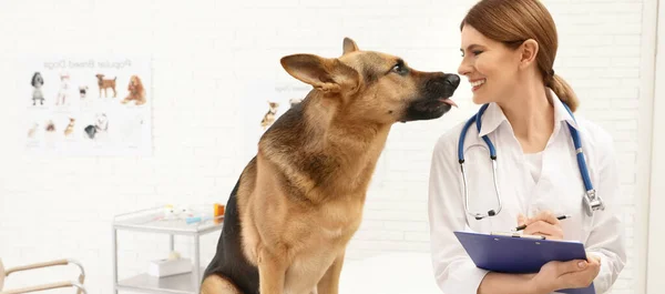 Klinikte Alman Çoban Köpeğini Muayene Eden Profesyonel Veteriner Pankart Tasarımı — Stok fotoğraf
