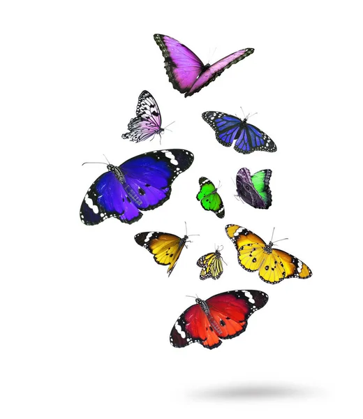 Viele Schöne Bunte Schmetterlinge Fliegen Auf Weißem Hintergrund — Stockfoto