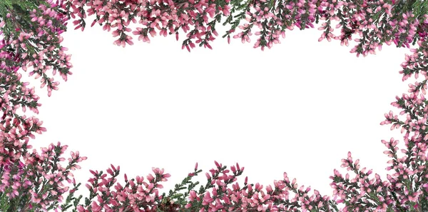 Πλαίσιο Από Κλαδιά Ερείκης Όμορφα Λουλούδια Λευκό Φόντο Πάνω Όψη — Φωτογραφία Αρχείου