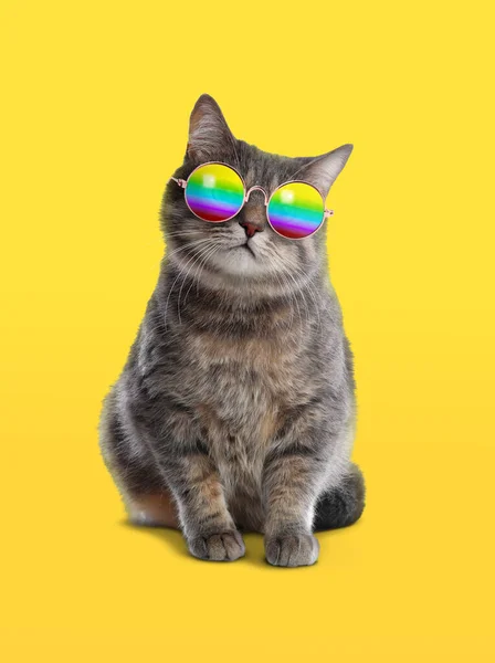 Funny Cat Stylish Sunglasses Rainbow Lenses Yellow Background — Stock Photo, Image