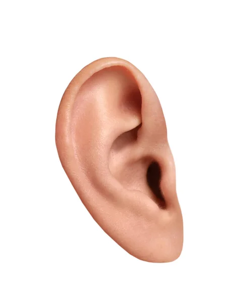 Ανθρώπινο Αυτί Απομονωμένο Στο Λευκό Όργανο Ακοής Και Ισορροπίας — Φωτογραφία Αρχείου