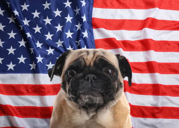 Милий Собака Проти Національного Прапора Сполучених Штатів Америки — стокове фото
