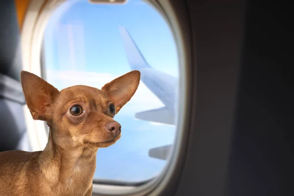 Travelling with pet. Cute toy terrier dog near window in airplane