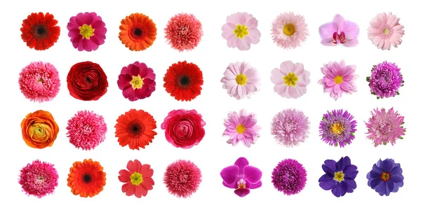 Set Různými Krásnými Květinami Bílém Pozadí Návrh Nápisu — Stock fotografie