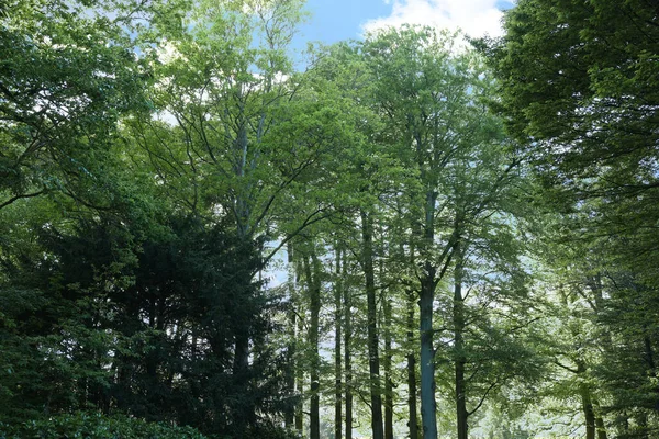 Mnoho Zelených Stromů Krásném Parku Slunečného Dne Jarní Sezóna — Stock fotografie
