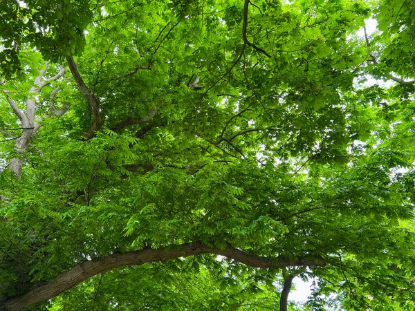 Schöner Baum Mit Grünen Blättern Freien Niedriger Blickwinkel — Stockfoto