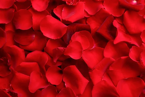 Крупный План Многих Красных Лепестков Роз Качестве Фона Вид Сверху — стоковое фото