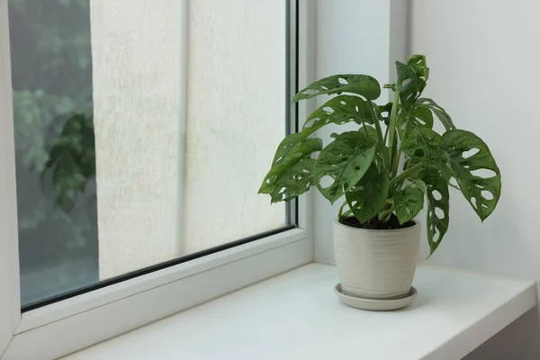 窓辺の鍋にモンスター テキストのためのスペース 家の植物 — ストック写真