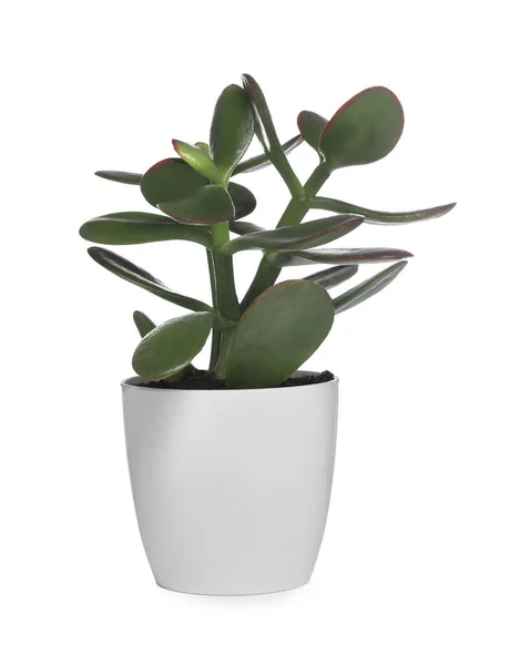 Prachtige Jade Plant Pot Geïsoleerd Wit Huisinrichting — Stockfoto