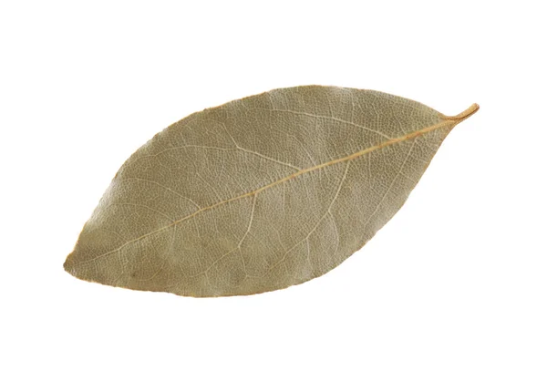 One Aromatic Bay Leaf Isolated White — Stock Photo, Image