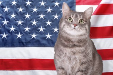 Şirin kedi Amerika Birleşik Devletleri bayrağına karşı