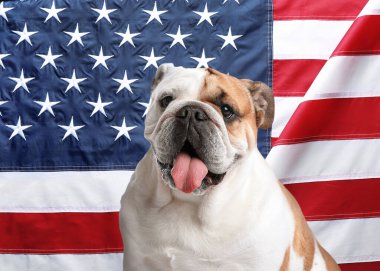 Amerika Birleşik Devletleri bayrağına karşı sevimli bir köpek.