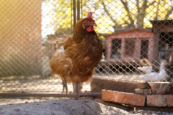 Μια Όμορφη Κότα Στην Αυλή Κατοικίδια Ζώα — Φωτογραφία Αρχείου