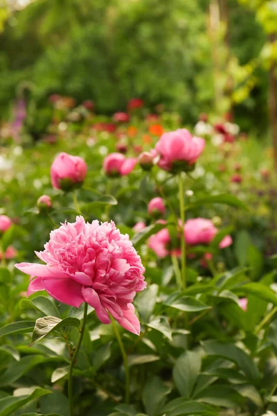 Schöne Pfingstrosen Mit Rosa Blüten Freien Raum Für Text — Stockfoto