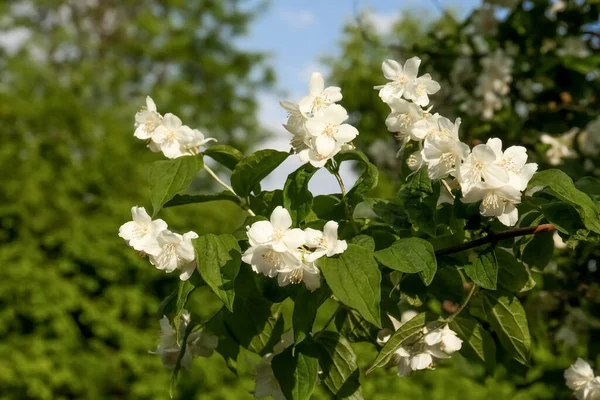 Mooie Bloeiende Witte Jasmijn Struik Buiten Zonnige Dag — Stockfoto