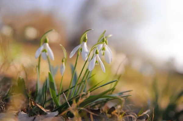 Fresh Snowdrop Flowers Growing Outdoors Space Text Spring Season — Stock Photo, Image
